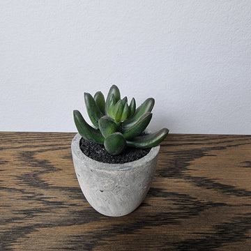 Kunstig plante, Pachyphytum i krukke Højde 6 cm