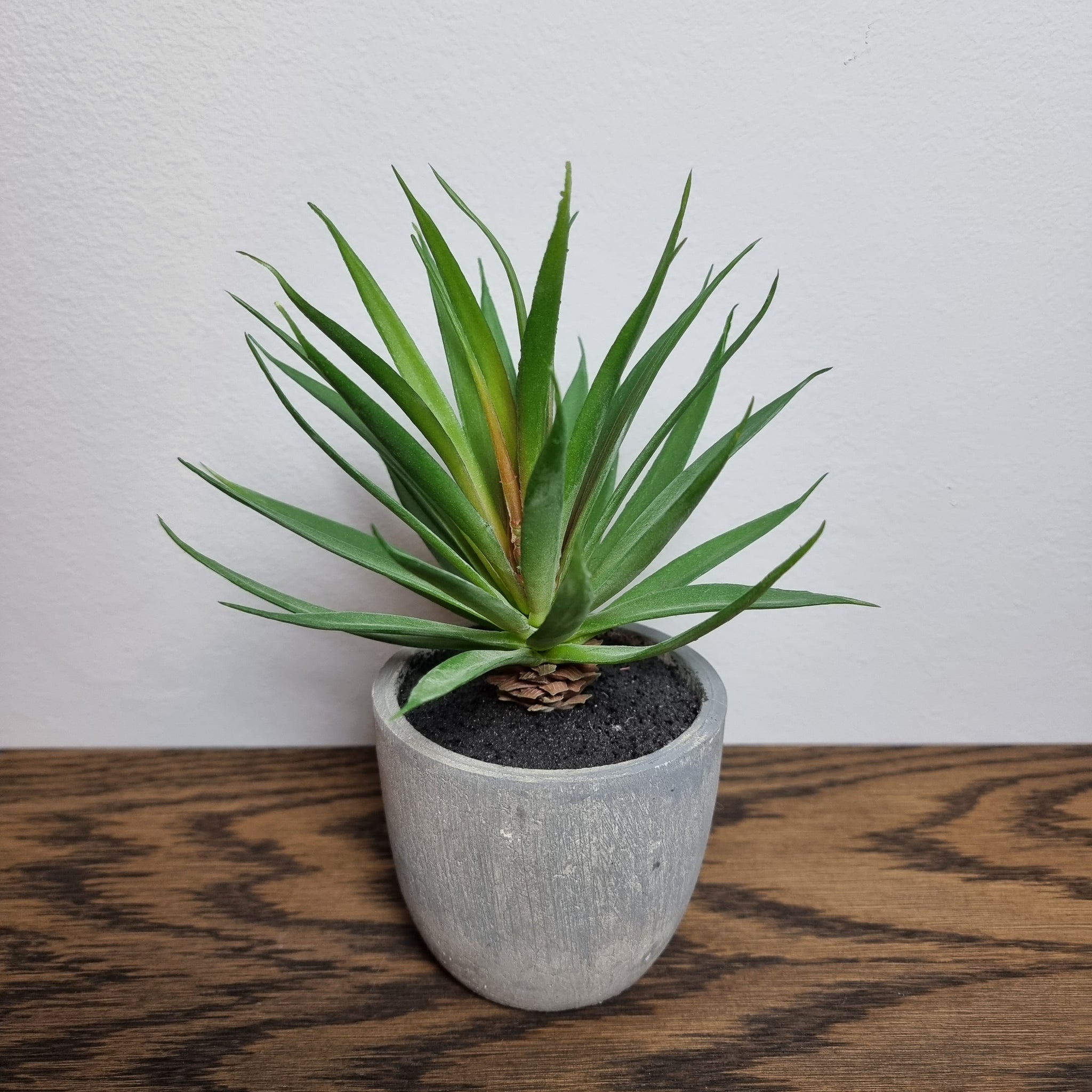 Kunstig plante, Agave i krukke Højde 9 cm